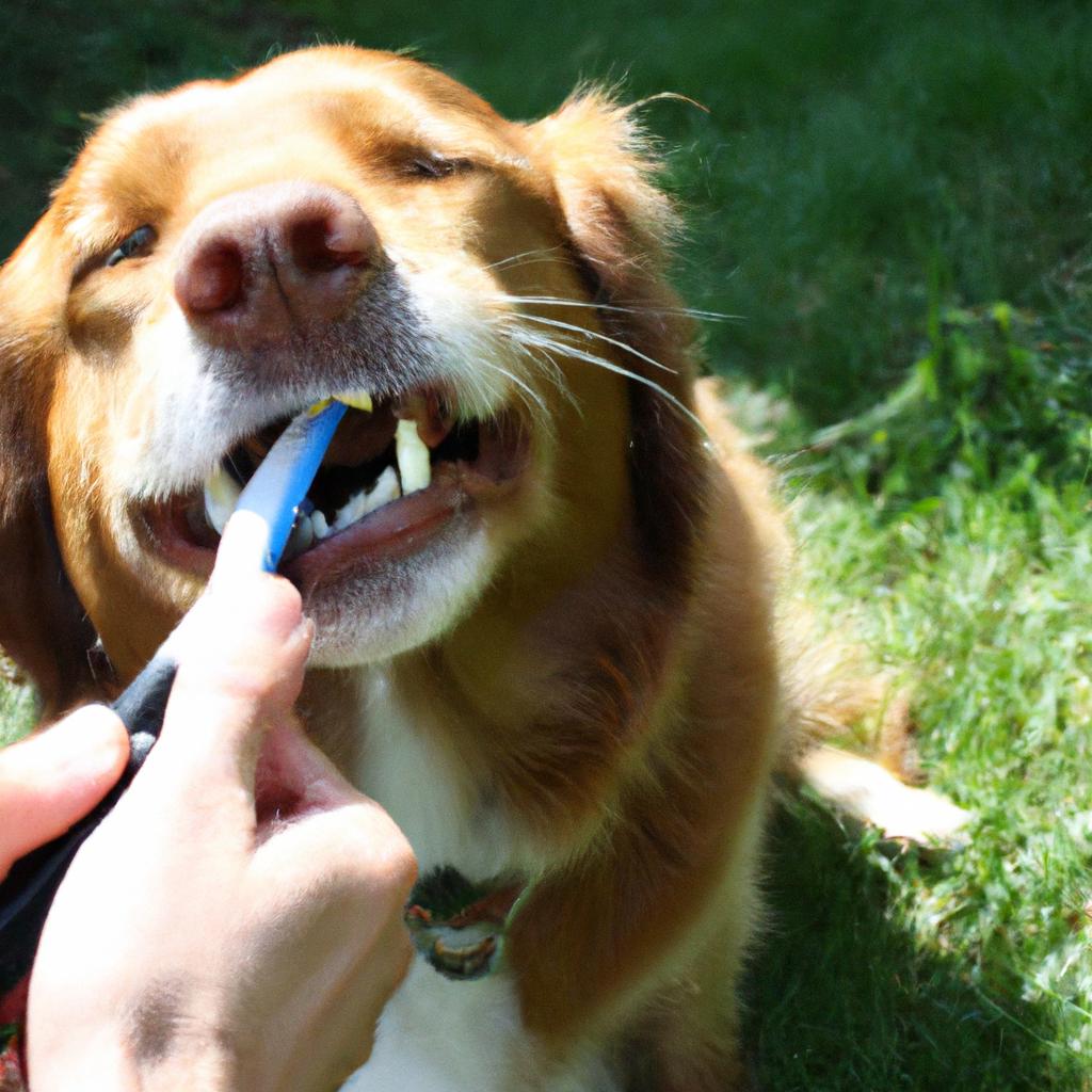 Benefits of Regular Teeth Brushing for Dogs: The Importance in Dog Grooming Salons