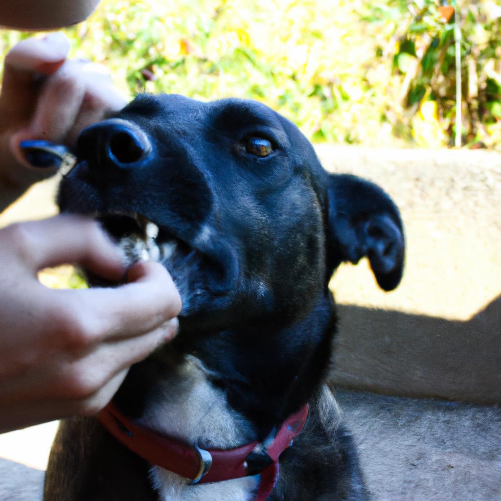 Common Misconceptions: Dog Teeth Brushing in the Context of Dog Grooming Salon