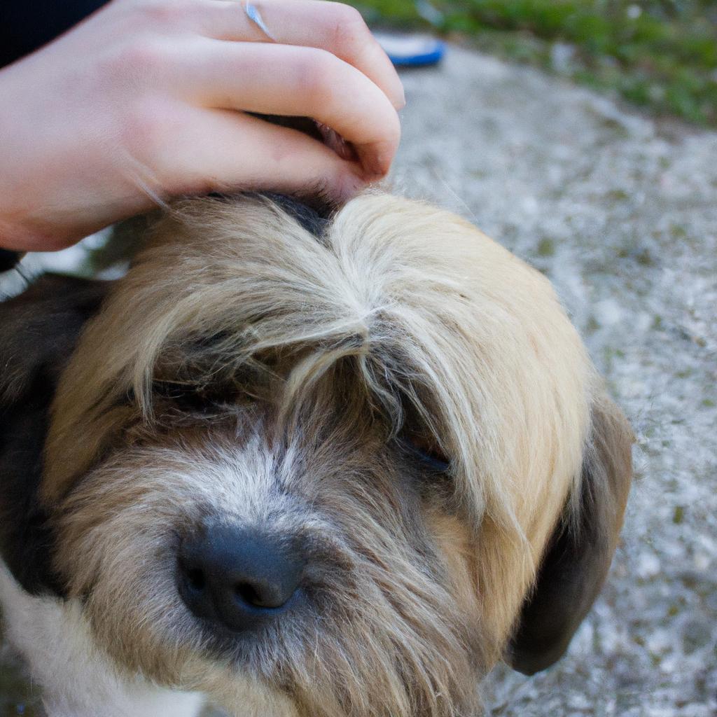 Haircut Styles: A Guide for Dog Grooming Salons and Ear Cleaning