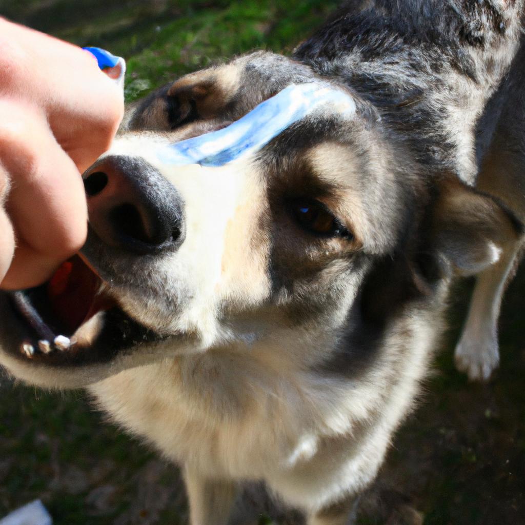 Why Your Dog Grooming Salon Needs Professional Teeth Brushing Services