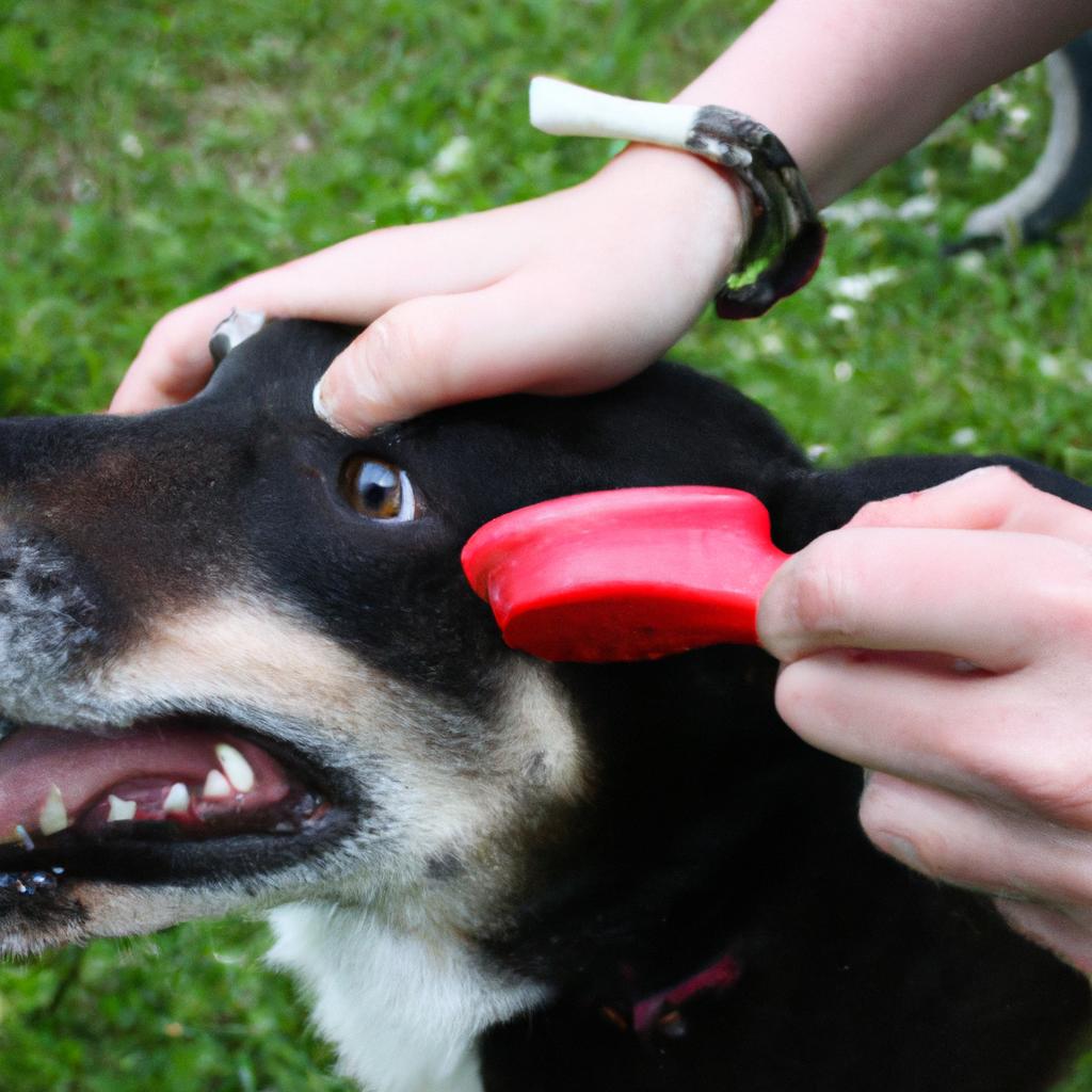 Signs of Dental Issues: Professional Intervention Needed in Dog Grooming Salon: Teeth Brushing