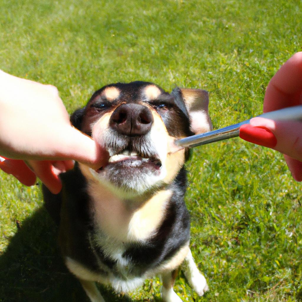 Techniques for Effective Teeth Brushing: Dog Grooming Salon’s Guide